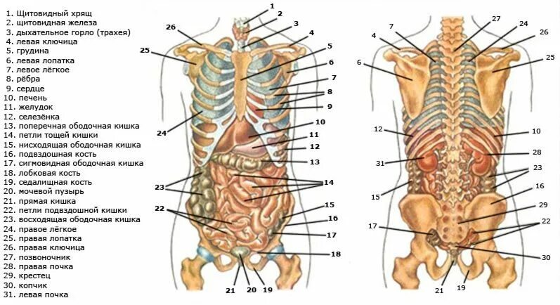 Расположение органов человека схема со спины Картинки про расположение органов человека (37 фото) Картинки, Медицинские учили