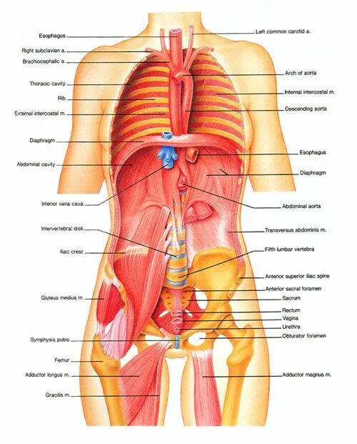 Расположение органов человека схема со спины Intro to Anatomy 6: Tissues, Membranes, Organs in 2024 Human body organs, Human 