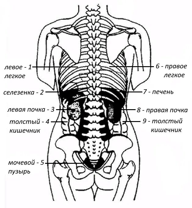 Расположение органов человека схема со спины Медицинская помощь на судне - теория по строению органов