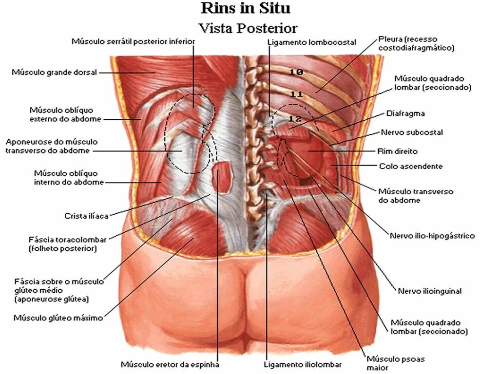 Расположение органов человека схема со спины Transverso do abdome, Abdome, Músculo grande dorsal