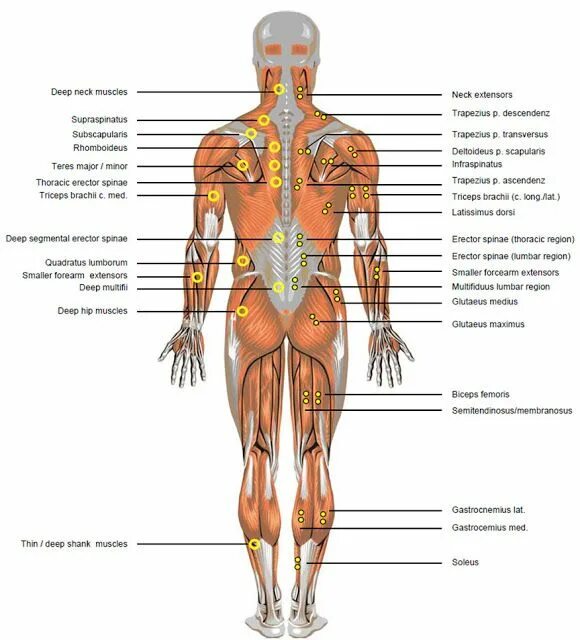 Расположение органов человека схема со спины Toronto Personal Trainer: Anatomical Terms for Athletes Thoracic region, Anatomy