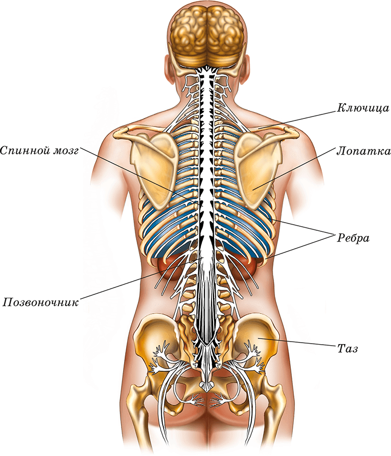 Расположение органов человека схема со спины Органы с левой стороны спины