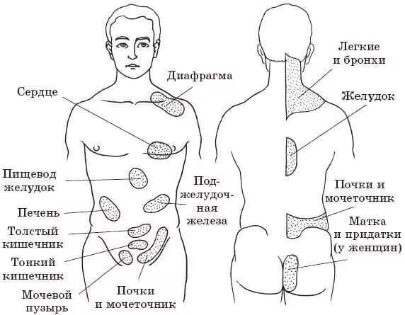 Расположение органов человека схема со спины 8 (572x445, 32Kb) Акупрессура, Рефлексология, Заболевания