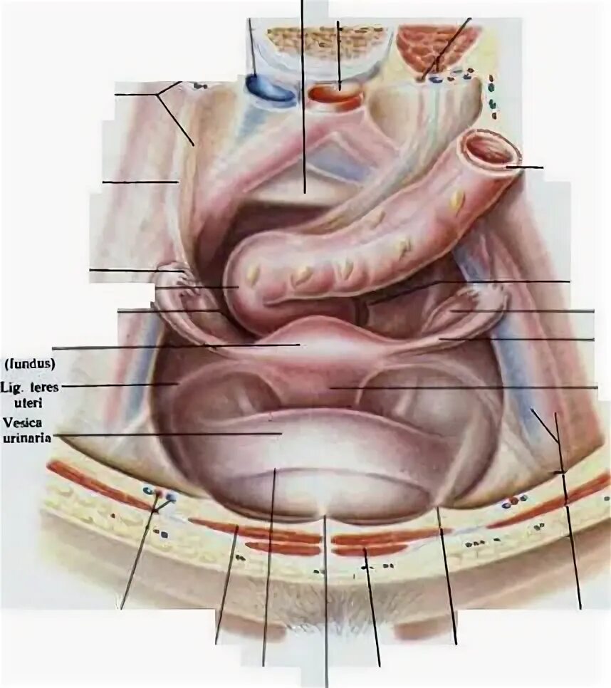 Расположение органов малого таза фото Картинки ЖЕНСКИЕ ТАЗОВЫЕ ОРГАНЫ