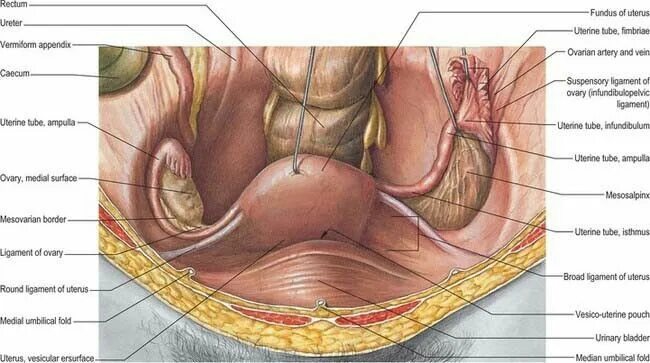 Расположение органов малого таза фото Peritoneal folds over pelvic viscera. Ovaries, Ovarian, Arteries