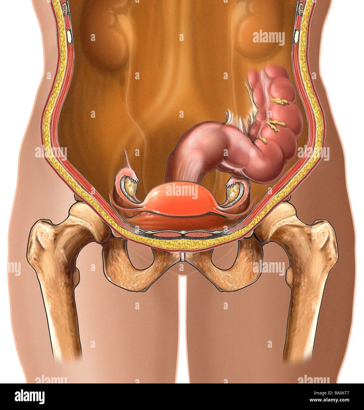 Расположение органов малого таза фото Uterus and bowel abdominal cavity hi-res stock photography and images - Alamy