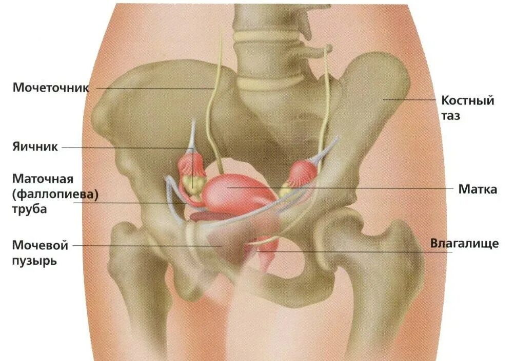Расположение органов малого таза фото Первые симптомы опущения органов малого таза