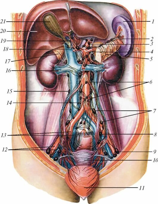 Расположение органов малого таза фото 106. Что такое регионарные лимфоузлы. Прмеры.