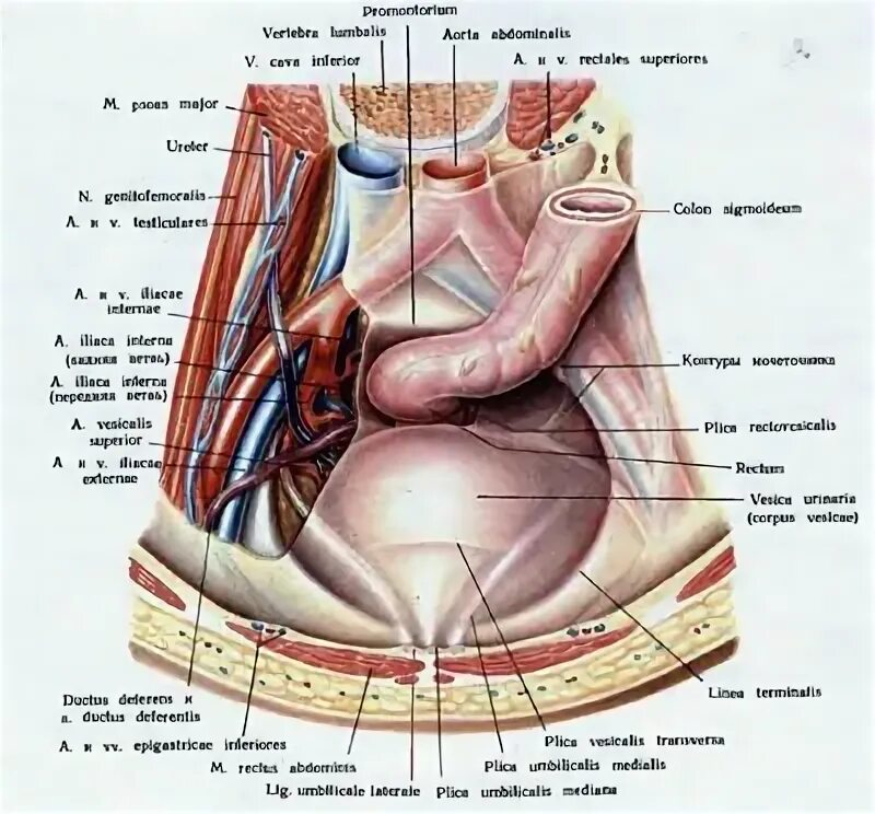 Расположение органов малого таза фото ОТДЕЛЫ ПОЛОСТИ МАЛОГО ТАЗА