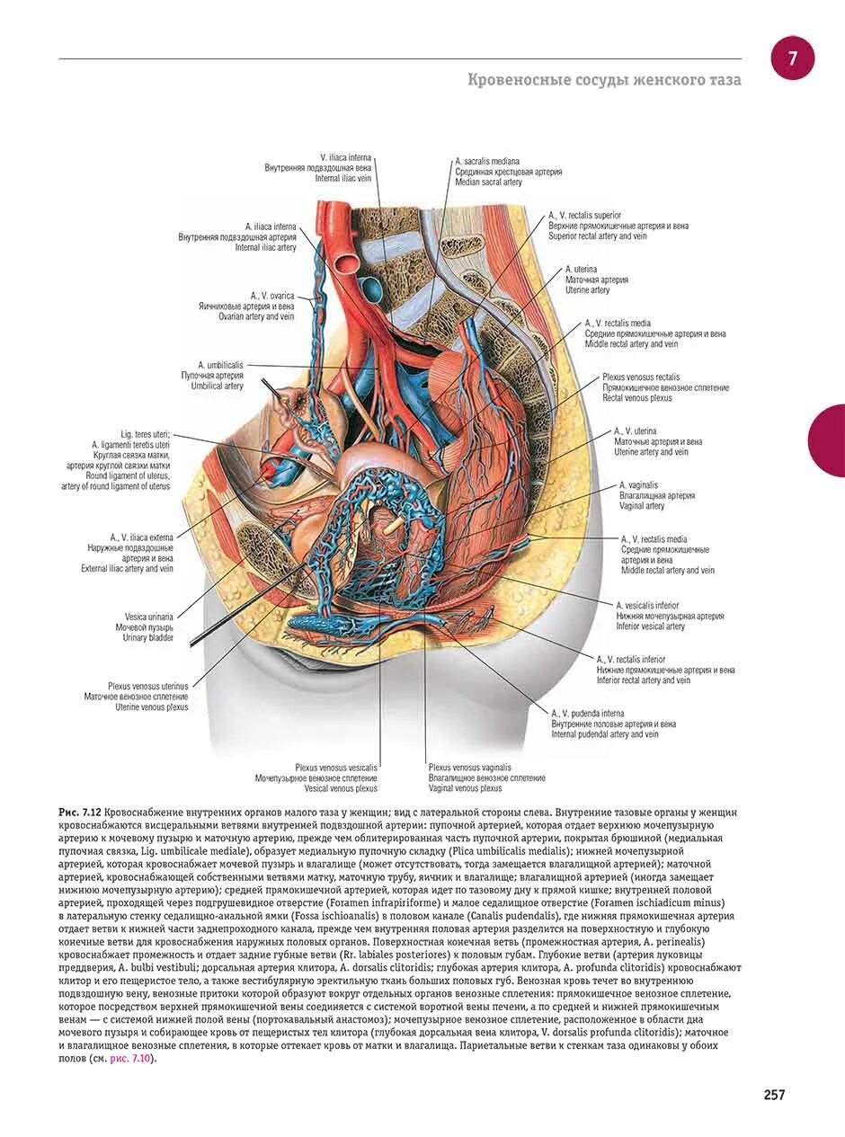 Расположение органов малого таза фото Книга "Sobotta. Атлас анатомии человека. Том 2 (внутренние органы)". Купить атла