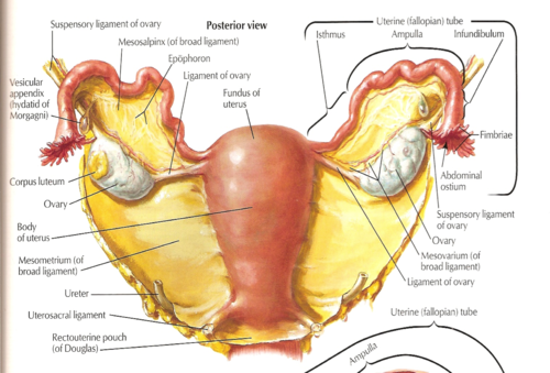 Расположение органов малого таза фото Pelvic organ prolapse Flashcards Quizlet