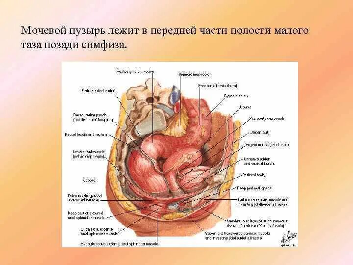 Расположение органов малого таза фото Строение органов малого таза - Basanova.ru