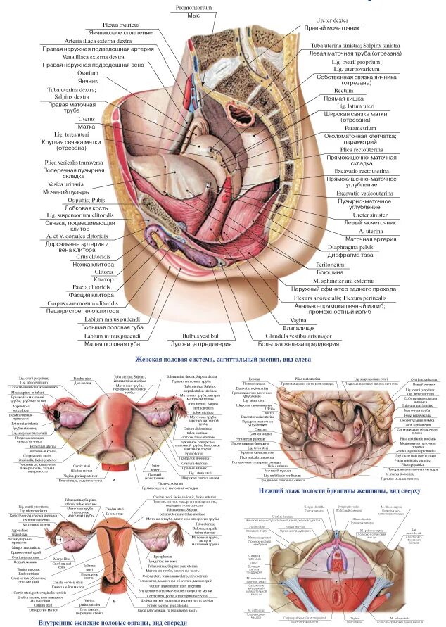 Расположение органов малого таза у женщин фото Анатомия органов таза женщины - описание, заказать Гэотар-мед