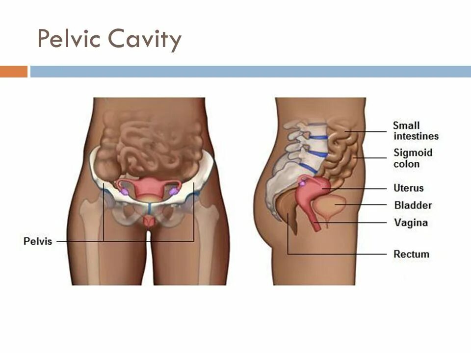 Расположение органов малого таза у женщин фото Organization of the Body - ppt video online download