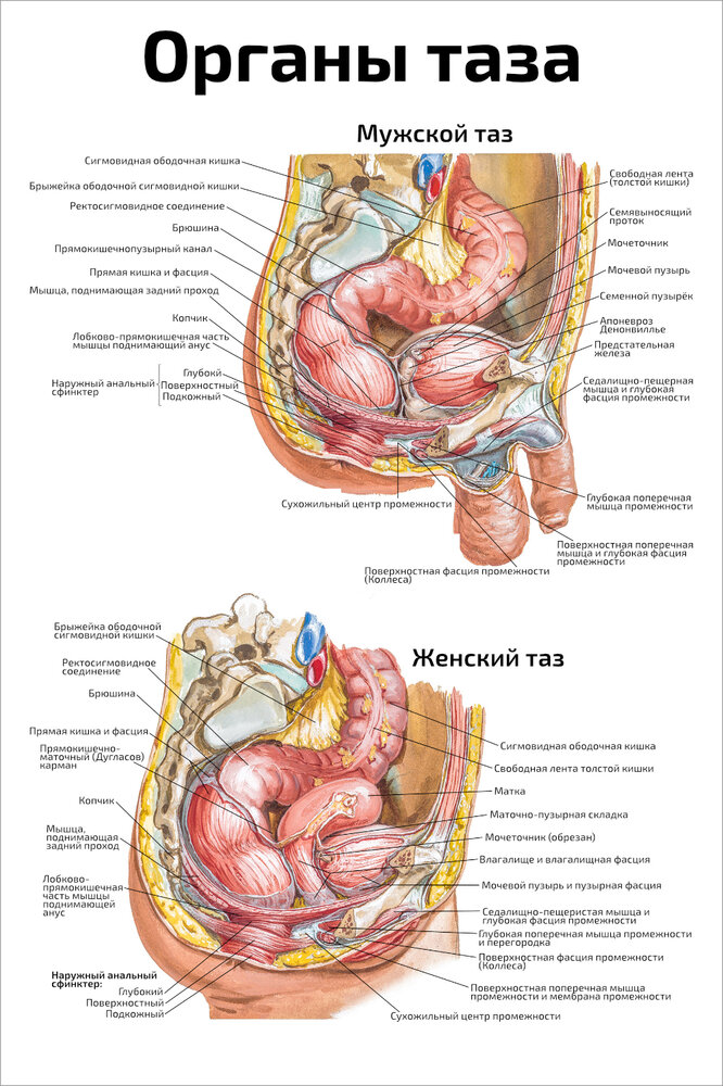 Расположение органов малого таза у женщин фото Тазик женский - купить по низкой цене на Яндекс Маркете