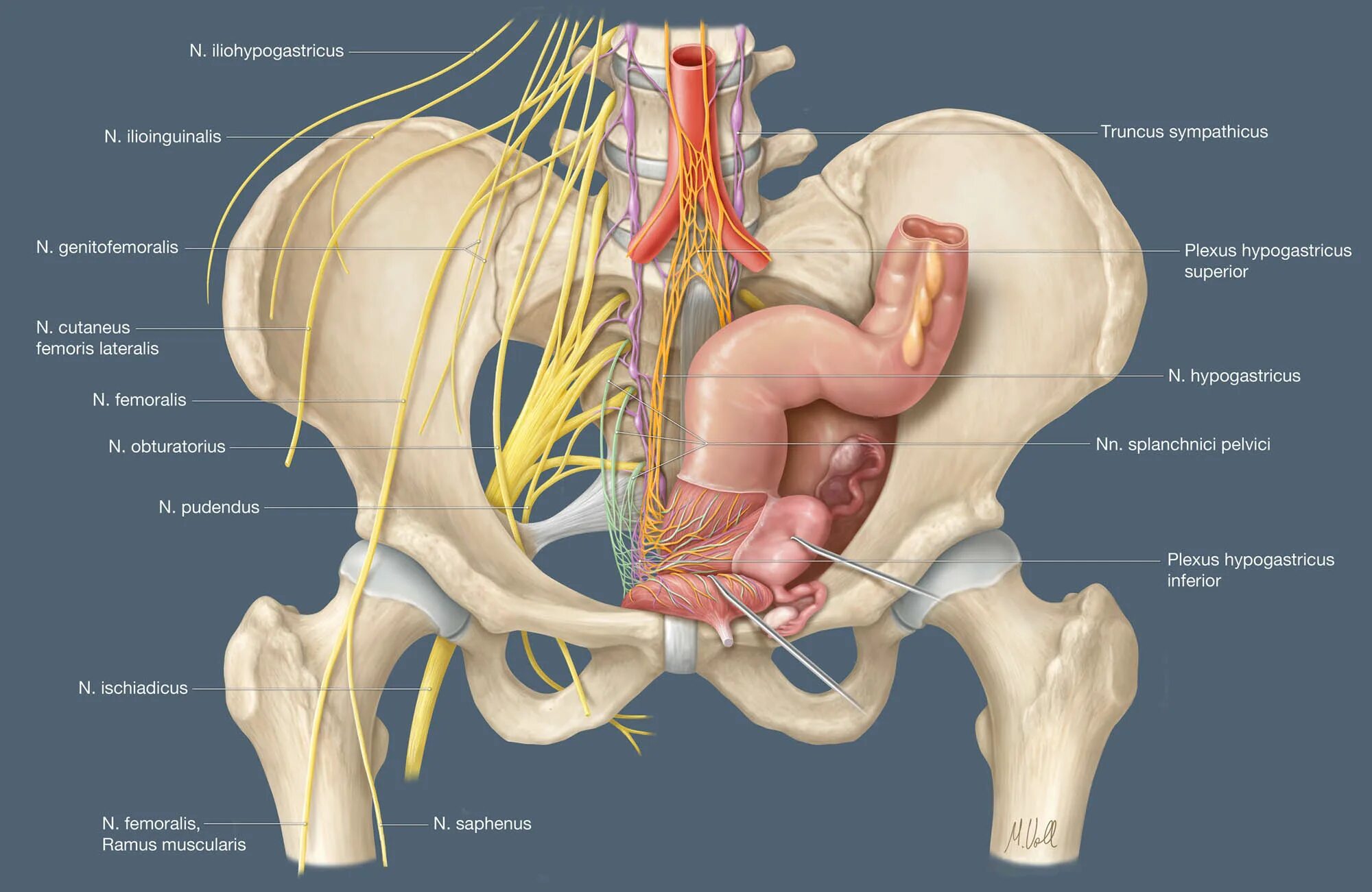 Расположение органов малого таза у женщин фото Review: Pelvic nerves - from anatomy and physiology to clinical applications