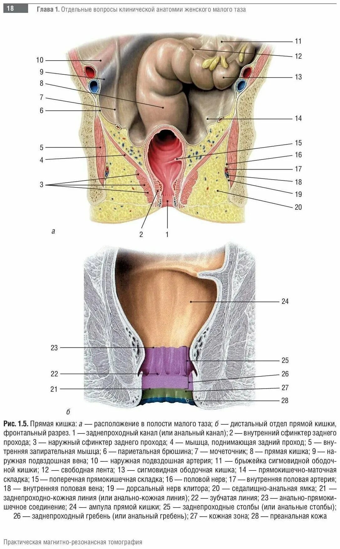Расположение органов малого таза у женщин схема Труфанова Г. Е. МРТ. Органы малого таза у женщин. Практическая магнитно-резонанс