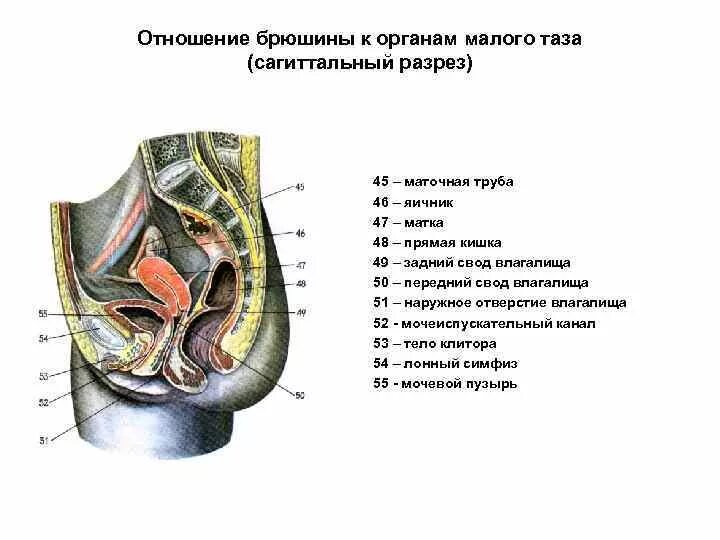 Расположение органов малого таза у женщин схема Stacker2 Whey - Доставка 300 руб