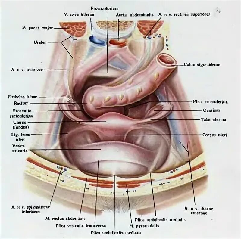 Расположение органов малого таза у женщин схема Малый Таз У Женщин Где Находится Фото - Фото
