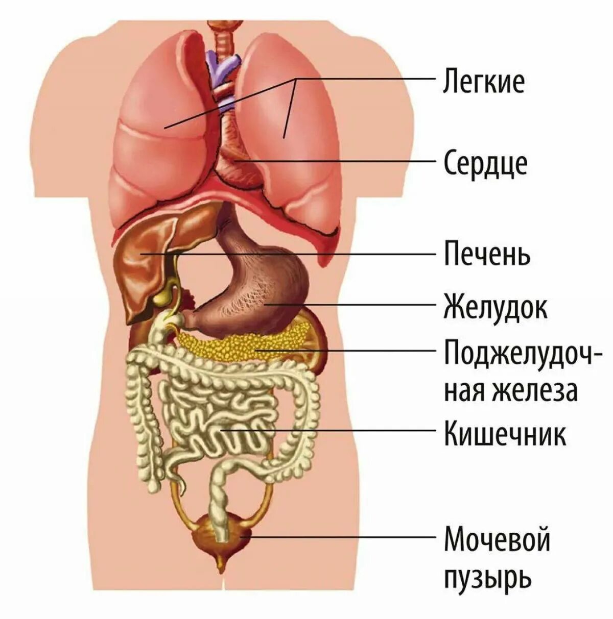 Расположение органов схема Внутренние органы человека схема расположения у женщин: найдено 79 картинок