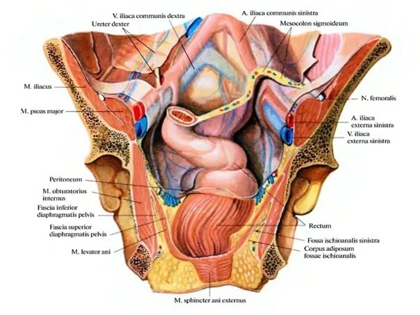 Расположение органов таза у женщин схема Схема органов таза женщины