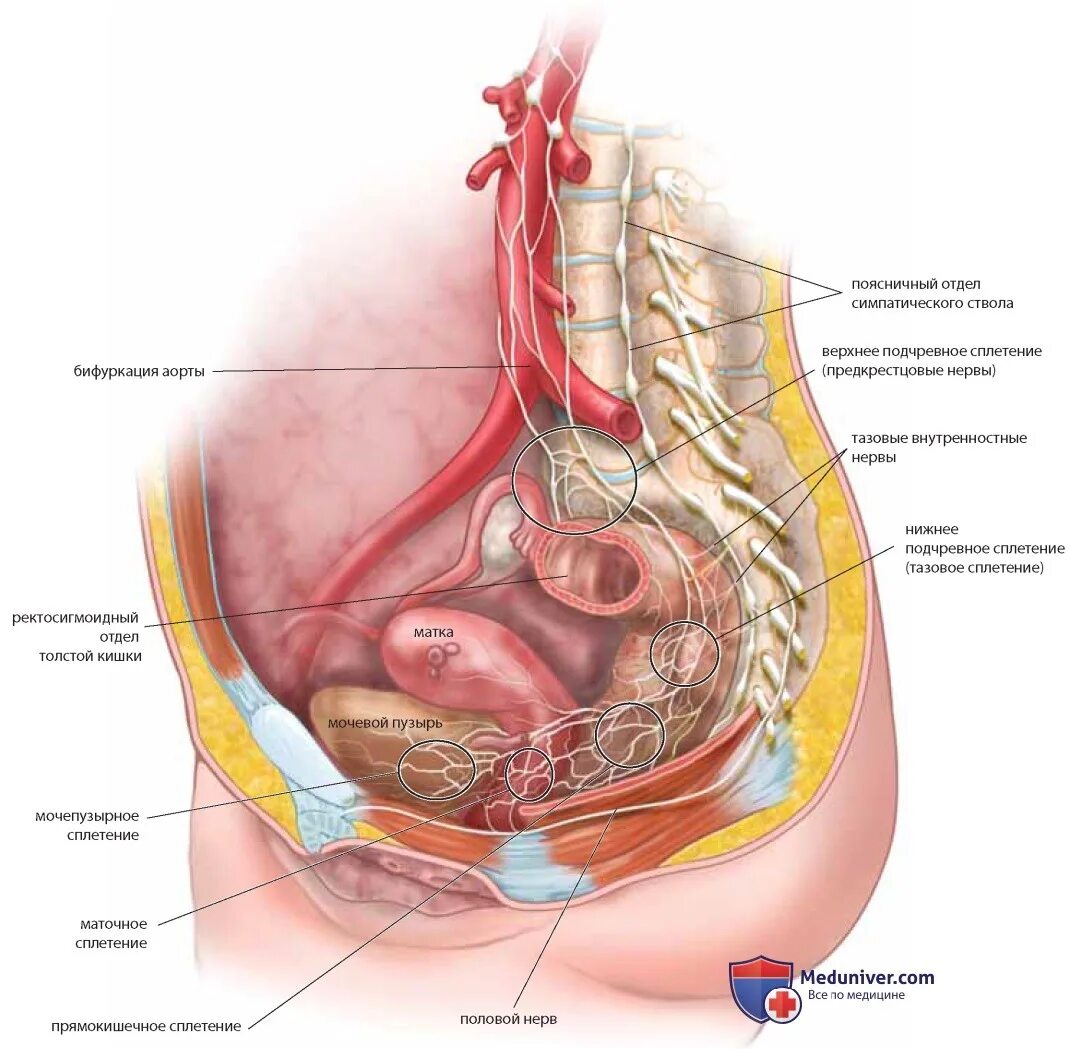Расположение органов таза у женщин схема Тазовое сплетение женского таза