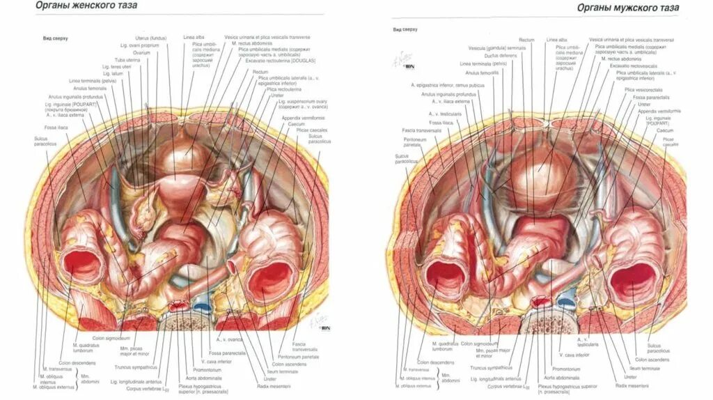 Расположение органов таза у женщин схема Схема женских органов малого таза