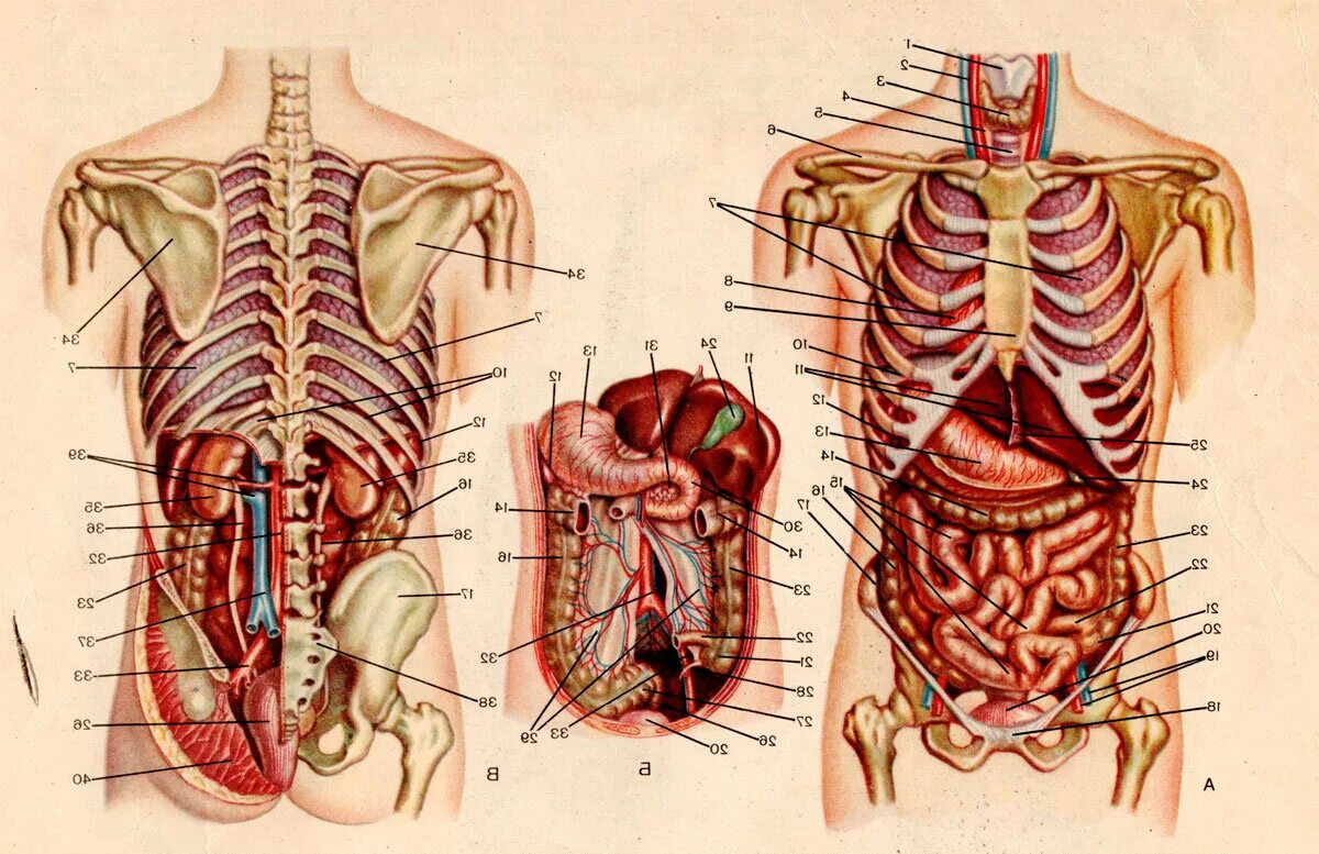 Расположение органов у человека фото схема Расположение