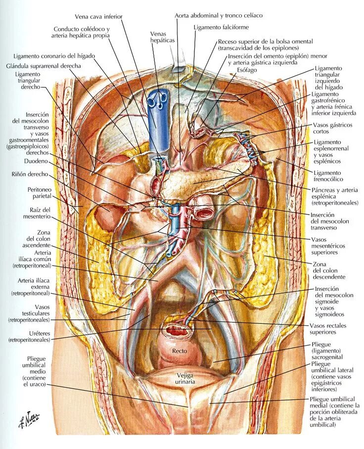 Расположение органов у человека фото схема Atlas de anatomía humana. 5ª ed. http://kmelot.biblioteca.udc.es/record=b1467192