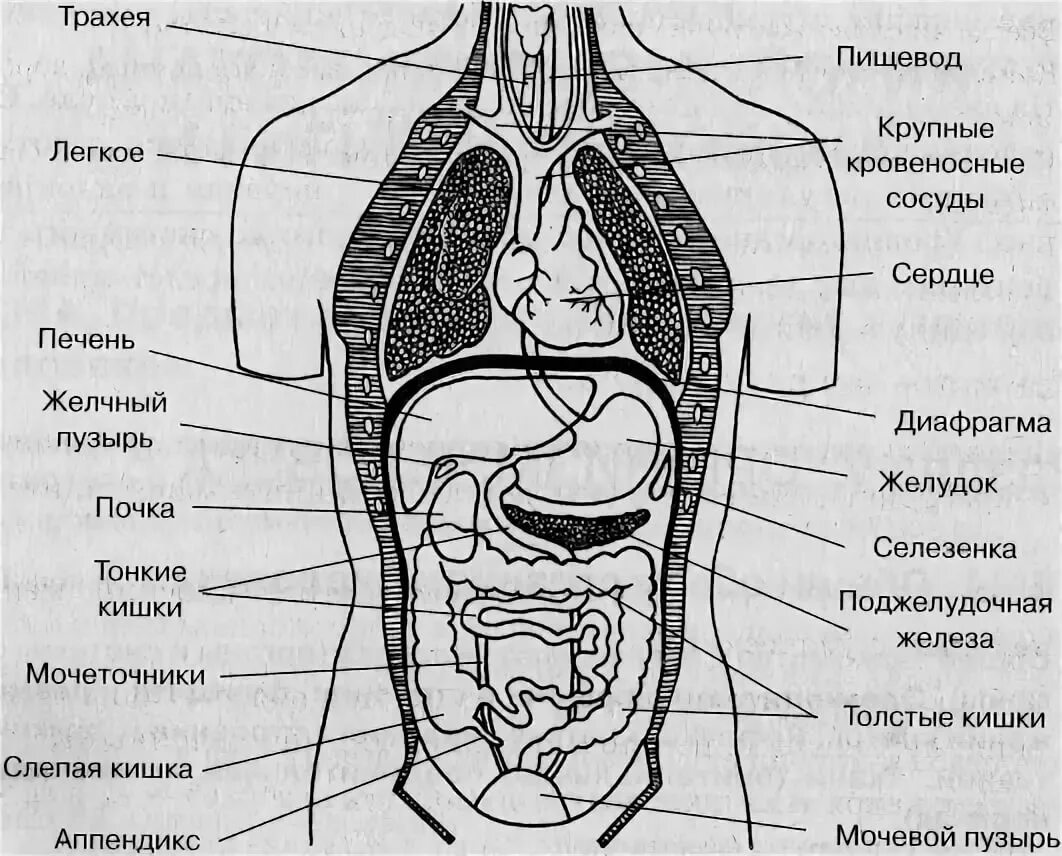 Расположение органов у человека фото схема Органы с большой буквы: найдено 82 изображений