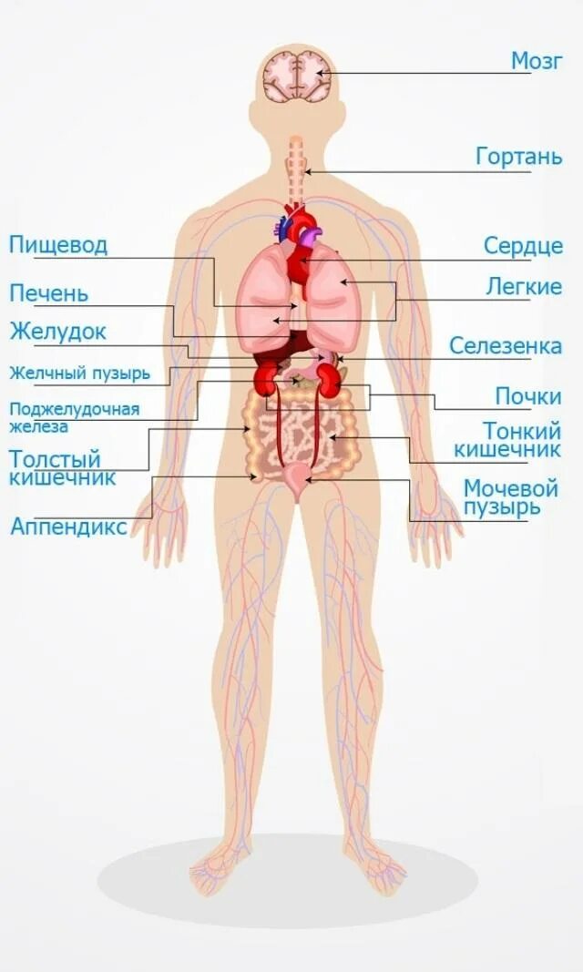 Расположение органов у человека фото схема В каком месте находится у человека: найдено 77 изображений