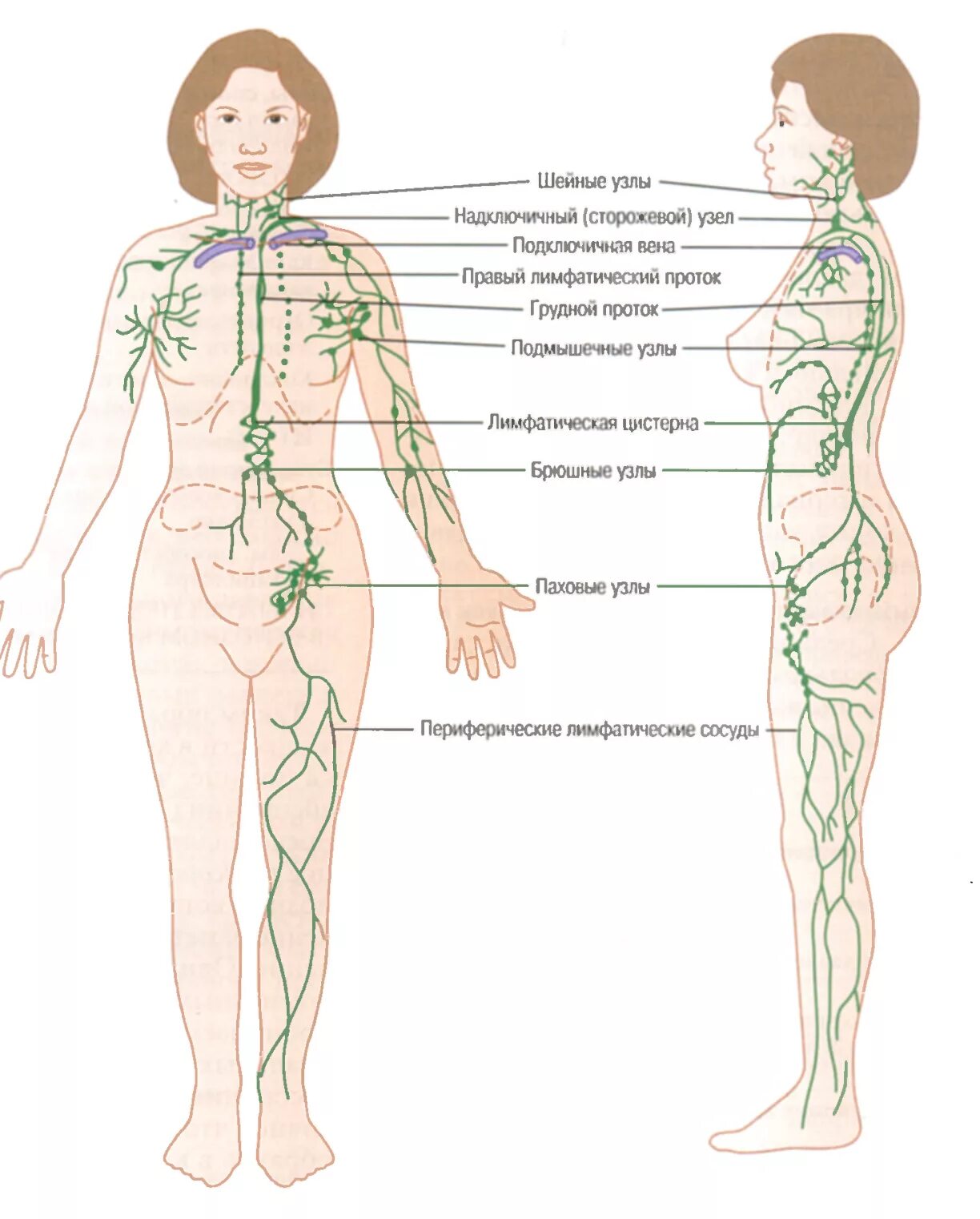 Расположение паховых лимфоузлов у женщин схема Функциональная система, поддерживающая оптимальный уровень ад