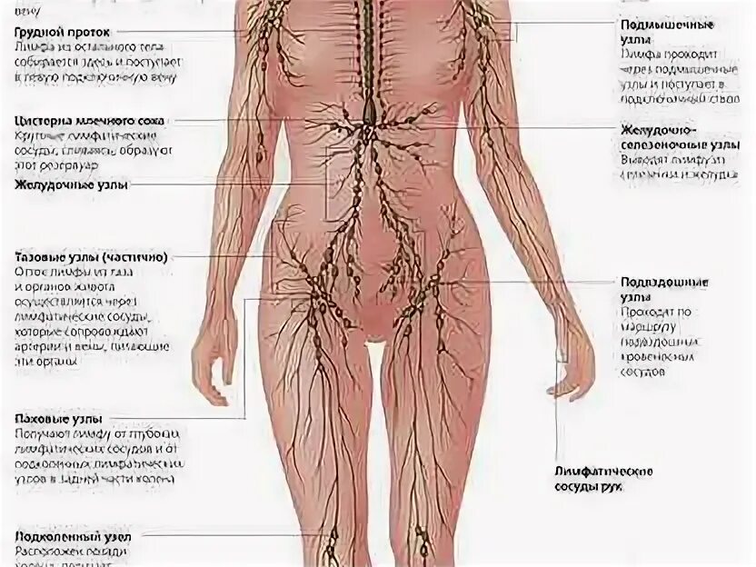 Расположение паховых лимфоузлов у женщин схема Паховые Лимфоузлы Фото - Karevaphoto.ru
