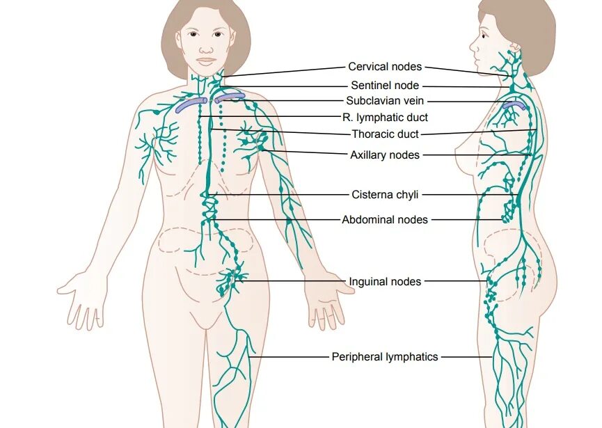 Расположение паховых лимфоузлов у женщин схема Lymph Channels of the Body