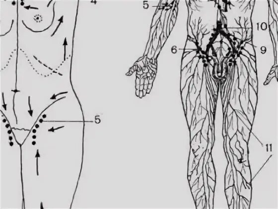 Расположение паховых лимфоузлов у женщин схема Поддержание иммунитета у пожилых