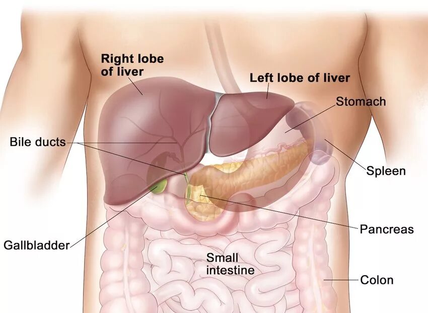 Расположение печени фото Liver anatomy: (left) with an average weight of about 1.5 kg, the human... Downl