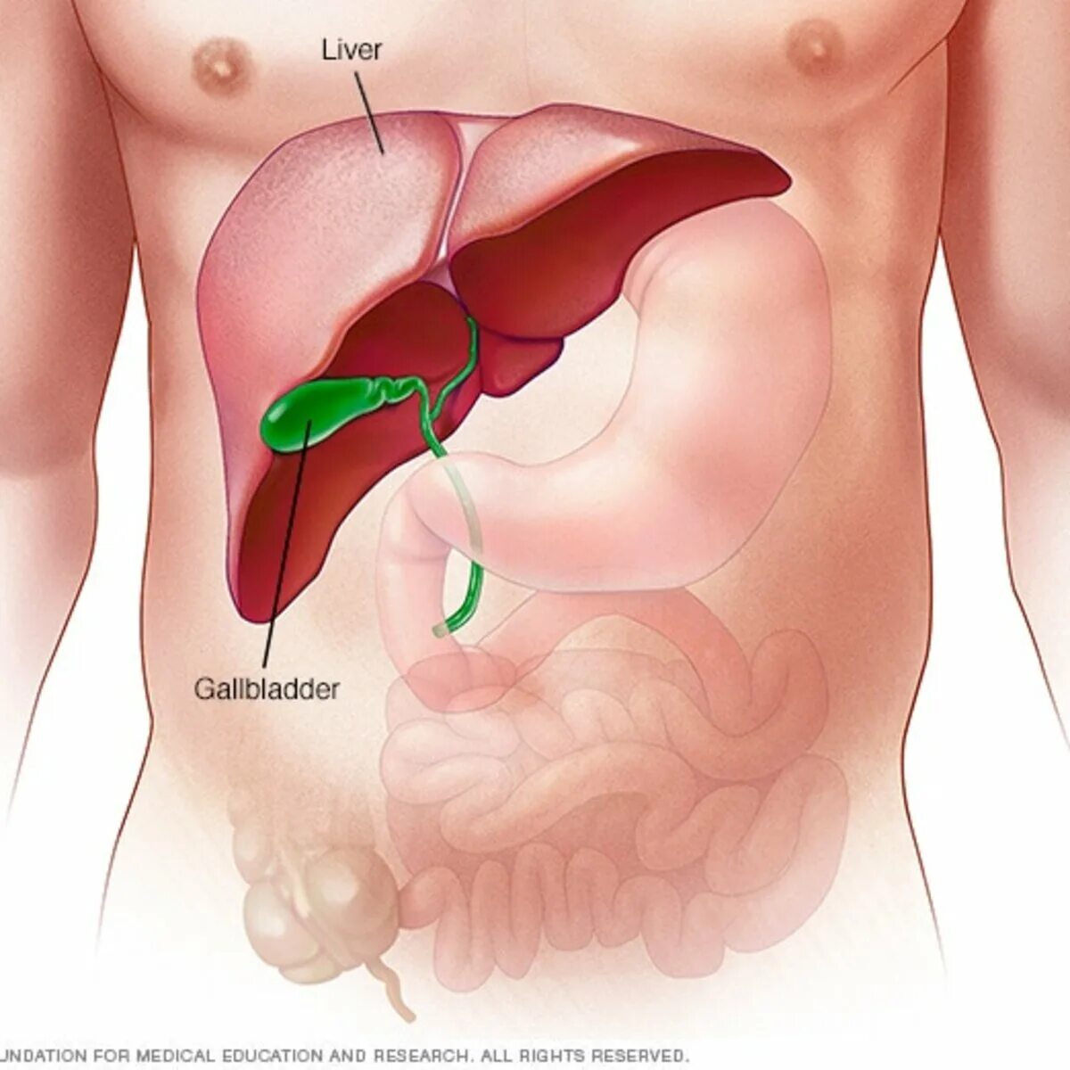 Расположение печени фото Non-alcohol fatty liver disease (NAFLD) Kaggle