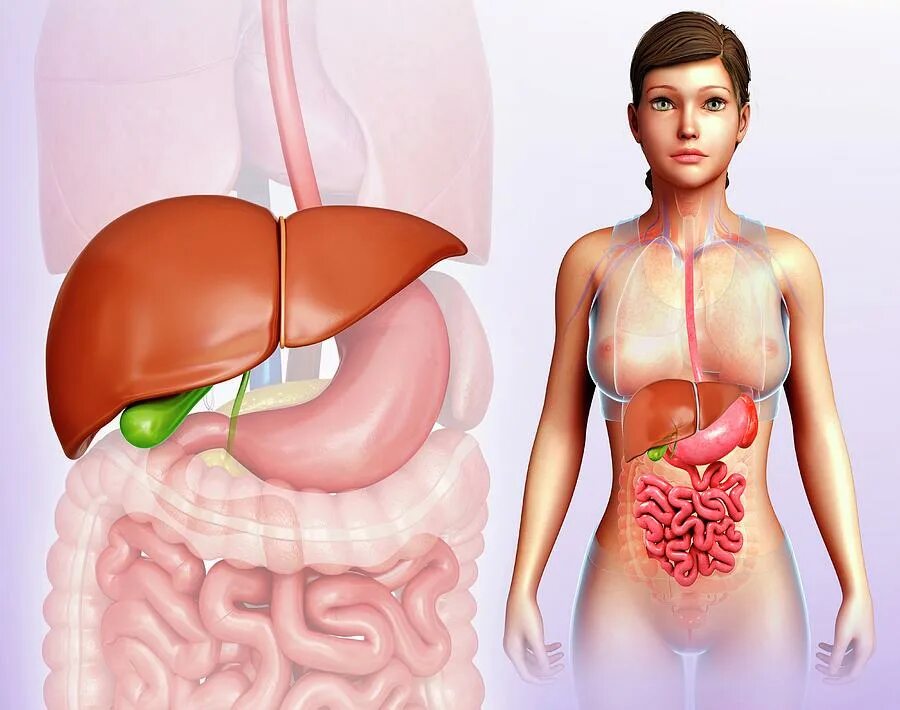 Расположение печени фото Female Liver Anatomy #1 by Science Photo Library