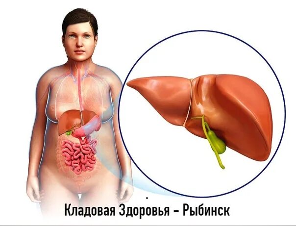 Расположение печени у человека фото Анатомия человека где находится печень: найдено 86 изображений