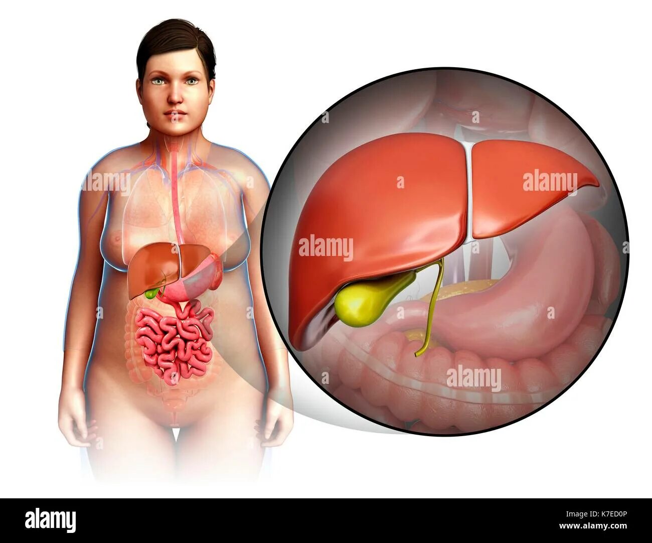 Расположение печени у человека фото Illustration of female liver anatomy Stock Photo - Alamy