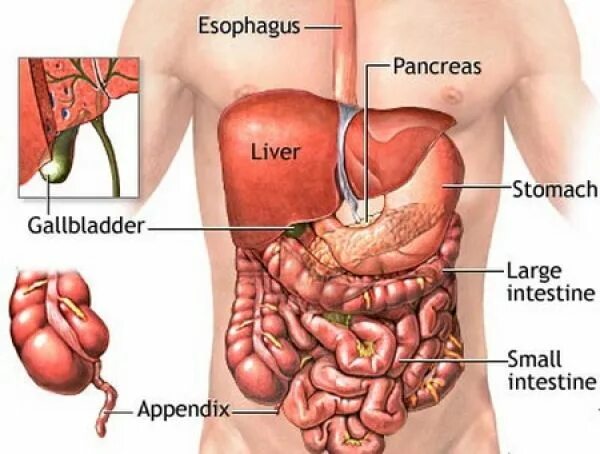 Расположение печени у человека фото EARTH CHANGE MZ Organos del cuerpo humano, Cuerpo humano anatomia, Sistemas del 