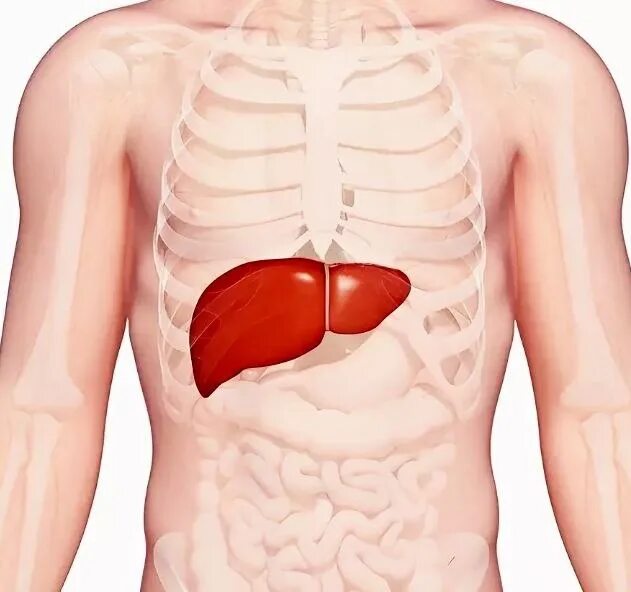 Расположение печени у человека фото Очистка печени: заботимся о здоровье Наша печень страдает от неправильного питан