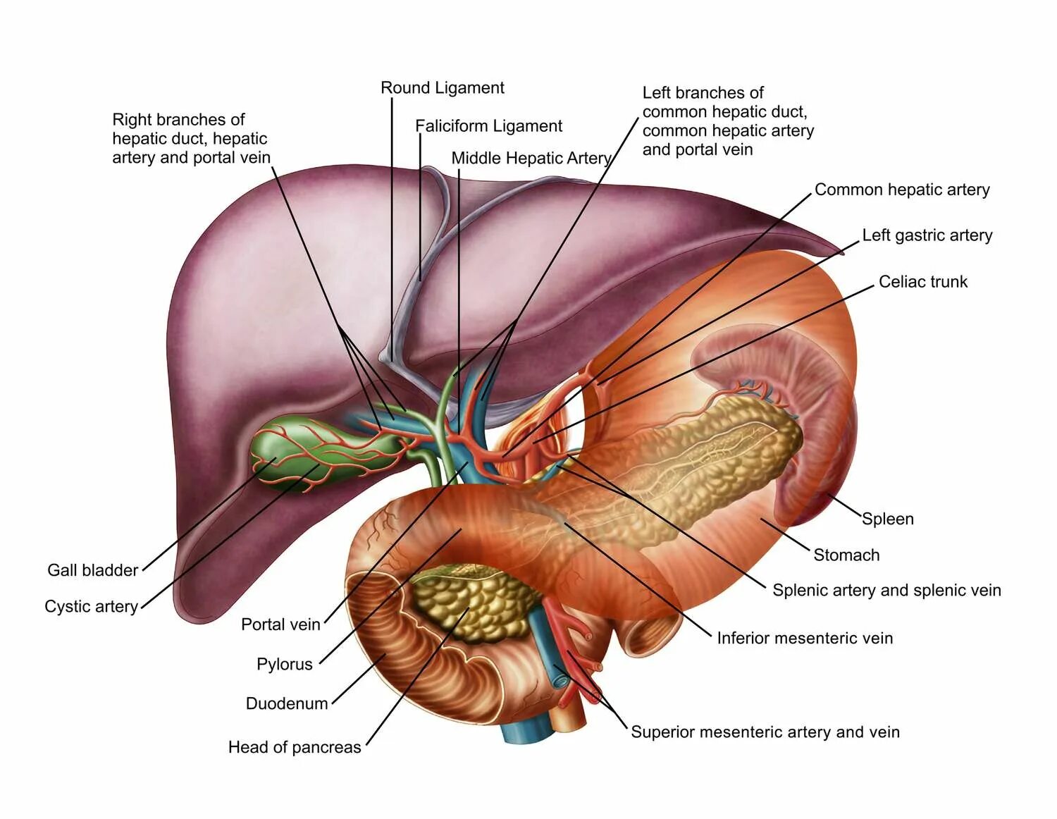 Расположение печени у человека фото Common Hepatic Artery: Anatomy, Function, and Significance