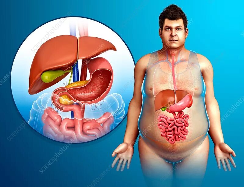 Расположение печени у человека фото спереди Human liver, illustration - Stock Image - F015/9045 - Science Photo Library