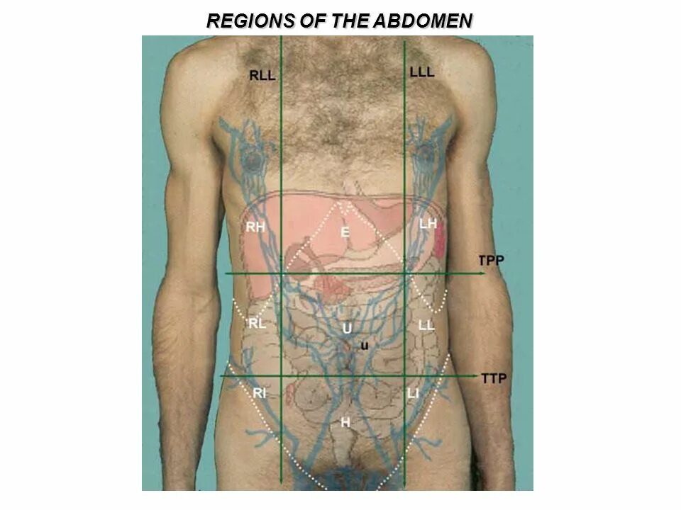 Расположение печени у человека фото спереди STUDY OF HUMAN ANATOMY. - ppt video online download