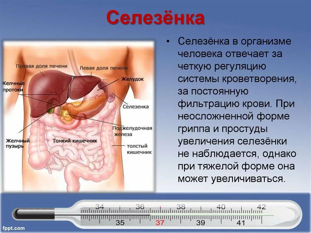 Расположение печени у человека фото спереди Селезенка где находится чем лечить