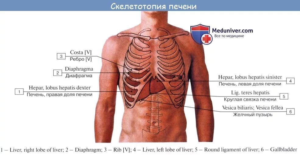 Расположение печени у человека фото спереди Анатомия человека: Печень. Функции печени. Ворота печени