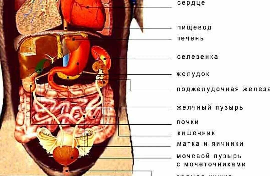 Расположение печени у человека фото спереди Бок слева органы