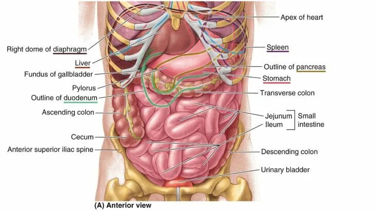 Расположение печени у человека фото спереди abdominal anatomy pimp questions Human body diagram, Human body organs, Body ana