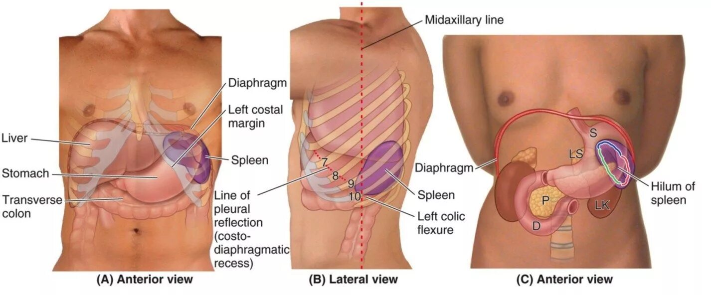 Расположение печени у человека фото спереди Картинки ГДЕ НАХОДИТСЯ СЕЛЕЗЕНКА